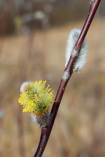 Ramo de salgueiro na primavera — Fotografia de Stock