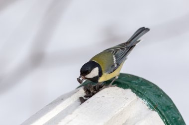 Aç baştankara ayçiçeği tohumu yiyor