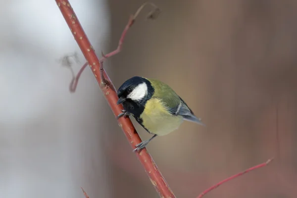 Curious tit on a branch — Stock Photo, Image