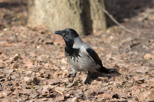 Portrait of crow — Stock Photo, Image