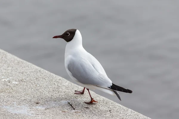 Möwe am Wasser — Stockfoto