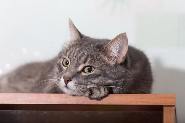Retrato de un gato —  Fotos de Stock