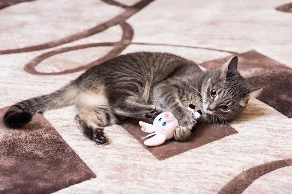 Кошка играет с игрушкой — стоковое фото