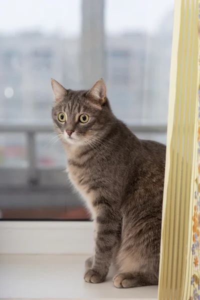 Katze sitzt am Fenster — Stockfoto