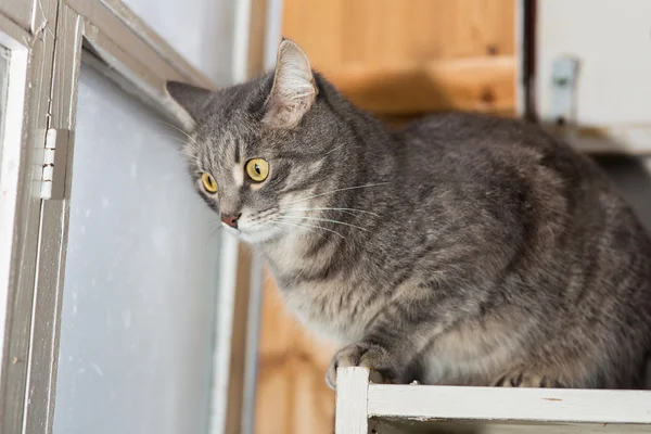Кошка, выглядывающая в окно — стоковое фото