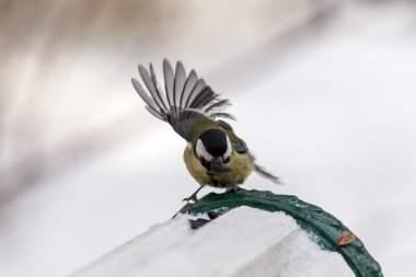 baştankara tohumu yiyor