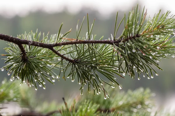 Branch after a rain — Stock Photo, Image