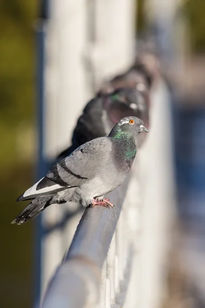 Zvědavý holub v popředí — Stock fotografie