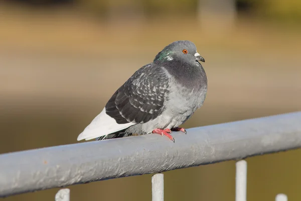 Pigeon gris gros plan — Photo