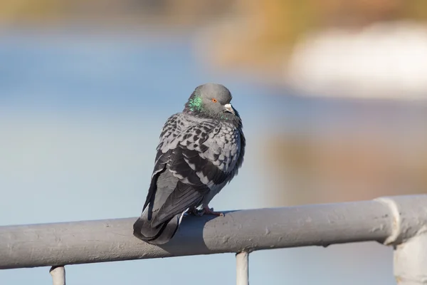 Portrait of gray pigeon — Stock Photo, Image