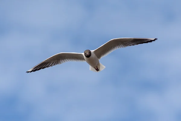 Portrait d'une mouette — Photo