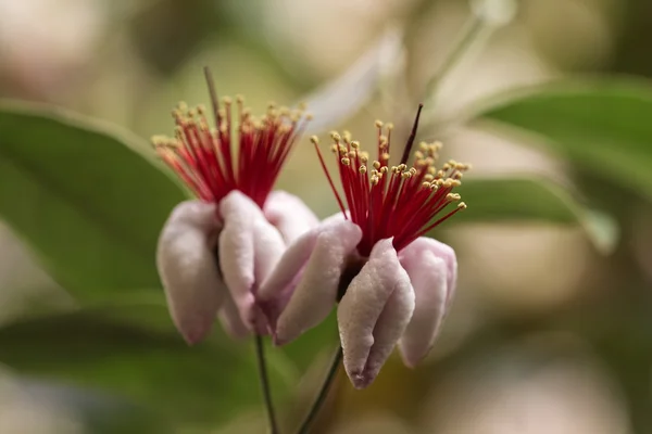 Two flowers feijoa closeup — Stock Photo, Image
