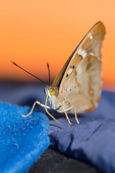 Бабочка с желтыми глазами — стоковое фото