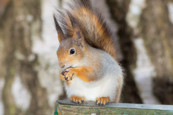 Squirrel with nut — Stock Photo, Image