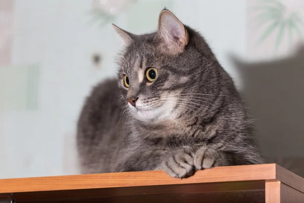 Домашний кот крупным планом — стоковое фото