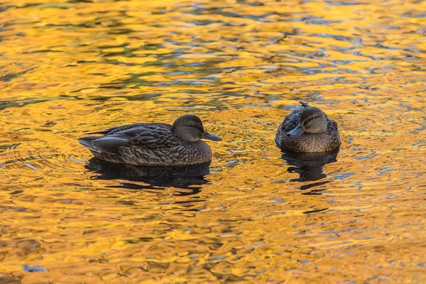 Две утки в золотой воде — стоковое фото