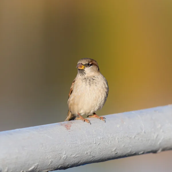 Sparrow in the foreground — Stock Photo, Image