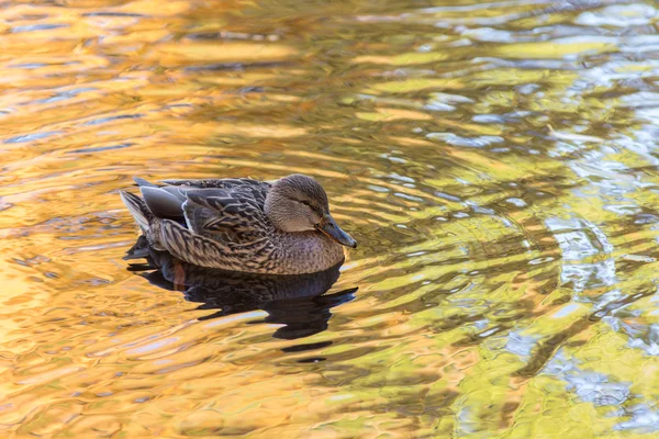 Pato na água — Fotografia de Stock