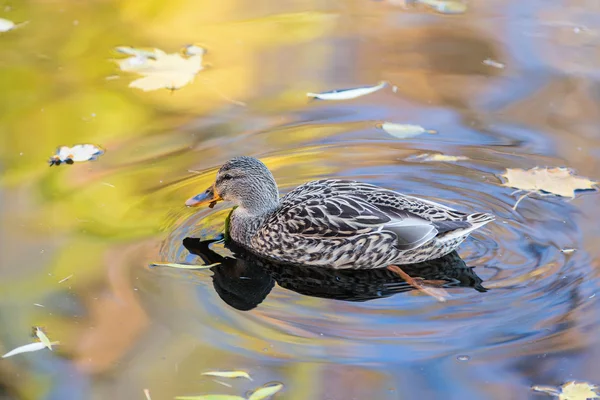 Pato en el agua de otoño —  Fotos de Stock