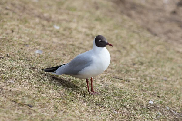 Möwe auf dem Gras — Stockfoto