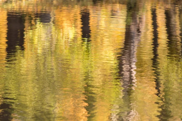 Reflexões de árvores de outono amarelas — Fotografia de Stock