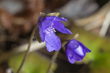 Mavi bahar çiçekleri