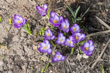 Mor çiğdemler ilkbaharda