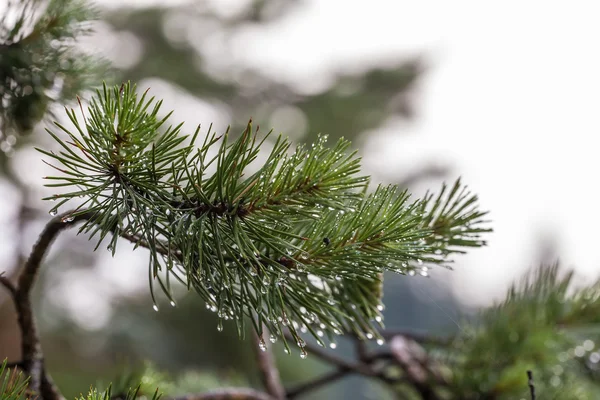 Pine branch close up — Stock Photo, Image