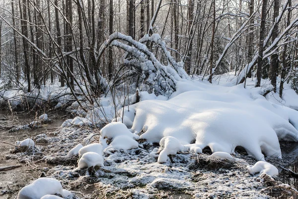 Landscape in winter forest — Stock Photo, Image