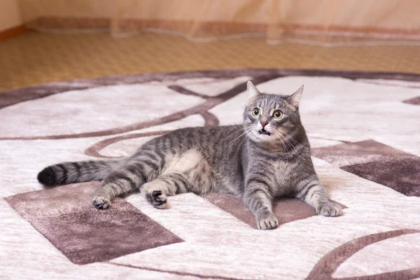 Katten ligger på mattan — Stockfoto