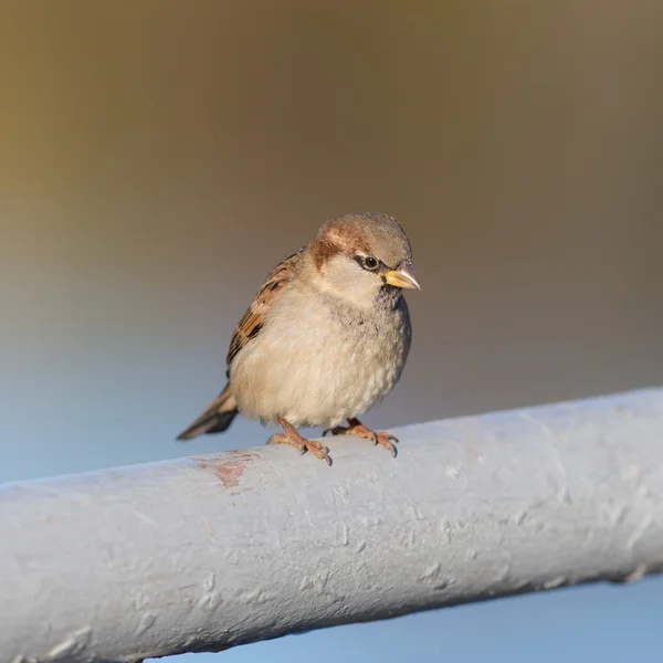 Portrait of a sitting sparrow — Stock Photo, Image