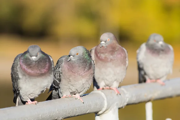 4 gołębie na poręczy — Zdjęcie stockowe