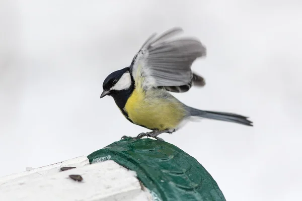 Porträtt av tit — Stockfoto