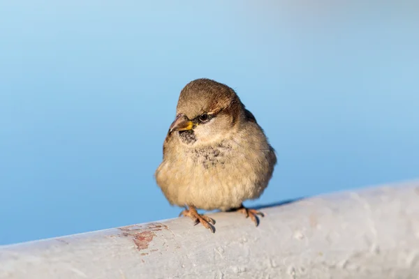 Sparrow sentado em um corrimão — Fotografia de Stock