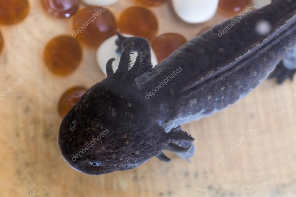 Black Axolotl In The Aquarium Stock Photo Image By C Argument