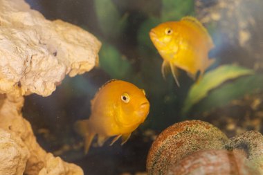 Labidochromis sarı portre