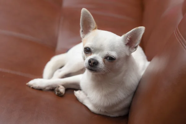 Chihuahua em um sofá — Fotografia de Stock