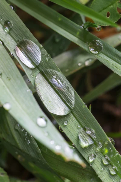 Grama verde com gotas de chuva — Fotografia de Stock