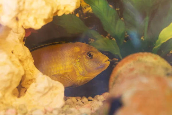 Labidochromis gul i akvarievatten — Stockfoto