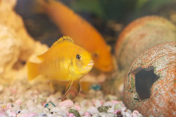 水族館の Labidochromis イエロー — ストック写真