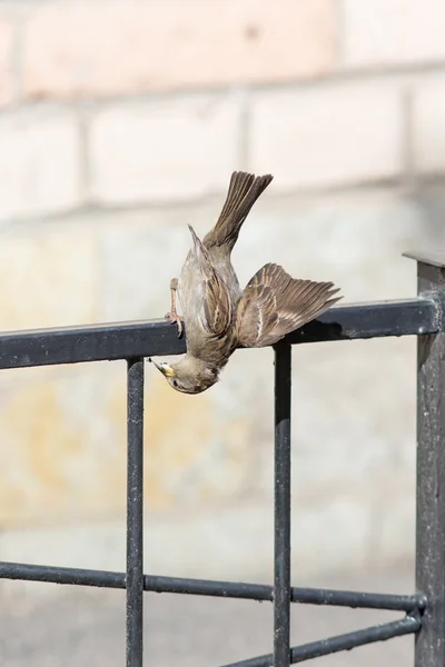 Passero mangiare un ragno — Foto Stock