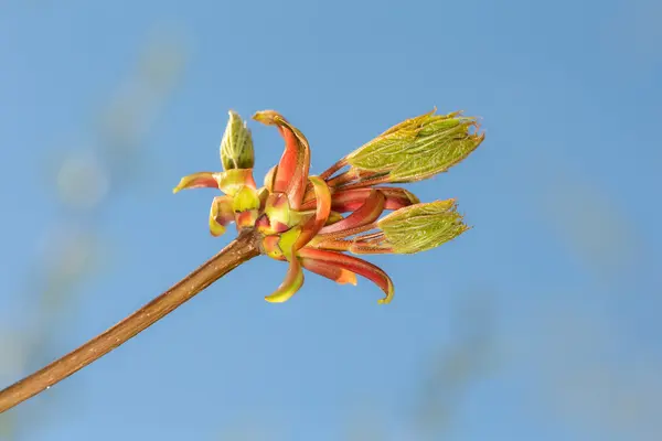 Tak van de esdoorn close-up — Stockfoto