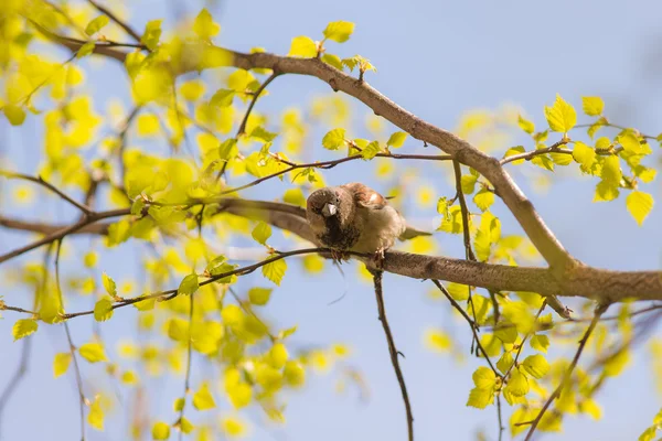 Gorrión en primavera — Foto de Stock