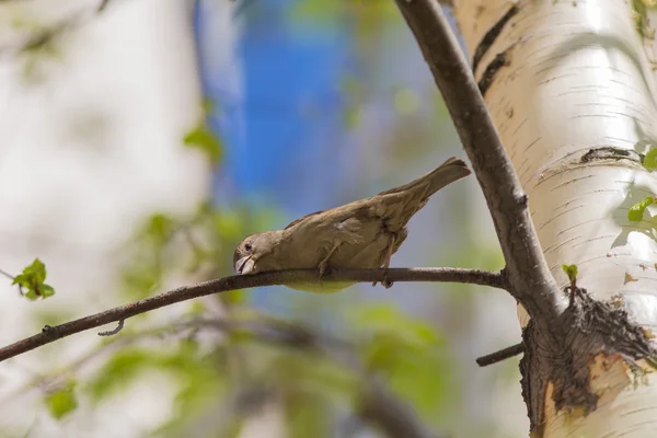Sparrow egy ága a nyír — Stock Fotó