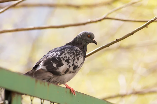 Portrait of pigeon — Stock Photo, Image