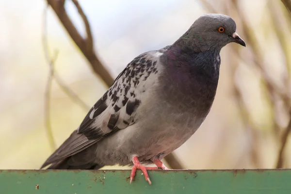 Portrait of pigeon closeup — Stock Photo, Image