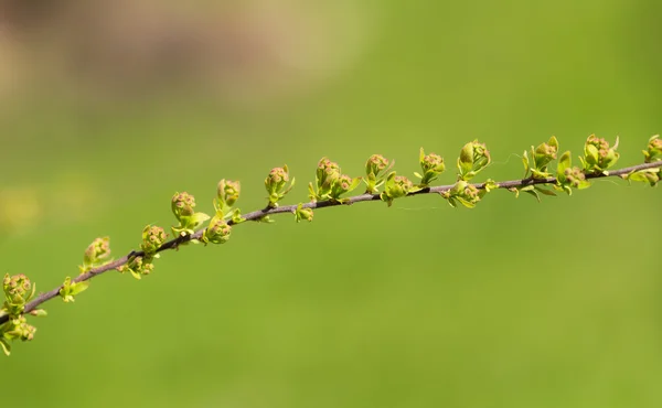 Spirea spring branch — стоковое фото