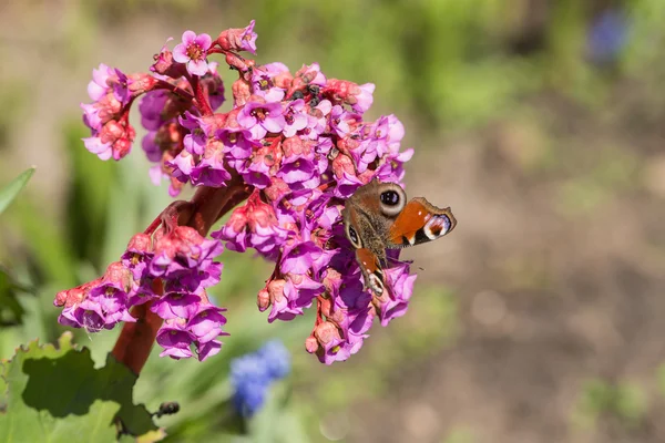 Vlinder aan granulata closeup — Stockfoto