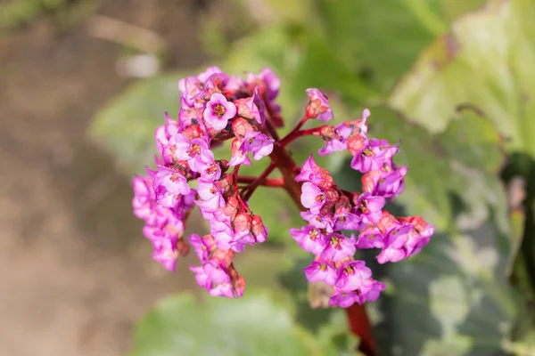 Flowering saxifrage closeup — Stock Photo, Image