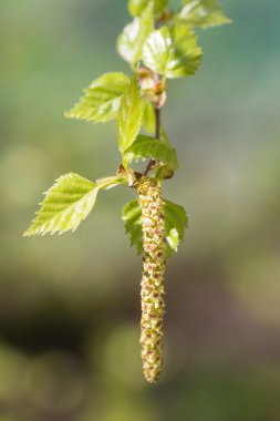 Huş ağacı dalı tomurcukları ile